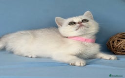 British Shorthair cats for sale: Stunning British shorthair kittens AN 12 GCCF  - Image 20