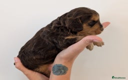 Cockapoo dogs for sale: Beautiful Cockapoo puppies 🐶 😍  - Image 6