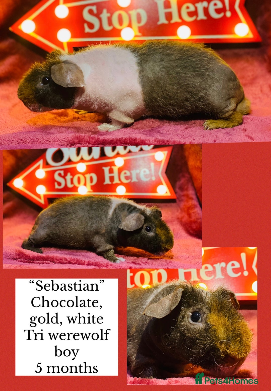 Guinea Pig rodents for sale: Skinny pig and werewolf baby boy pair - Advert 9