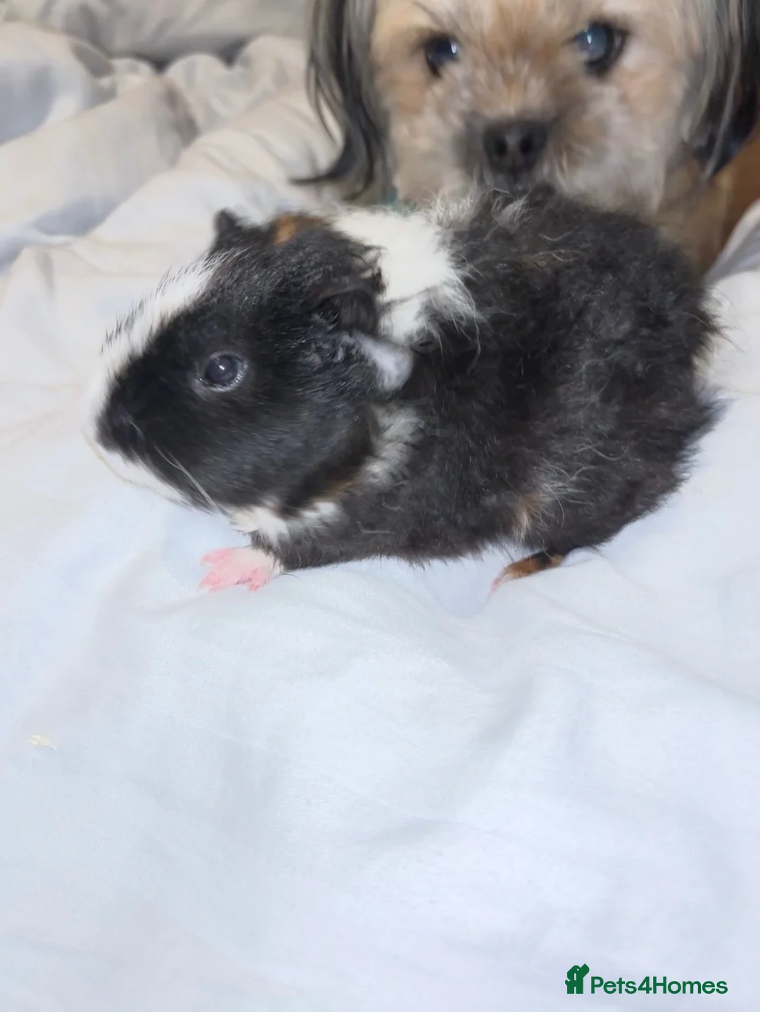 Guinea Pig rodents for sale: Elvis The Baby Guinea Pig With Everything You need - Advert 2