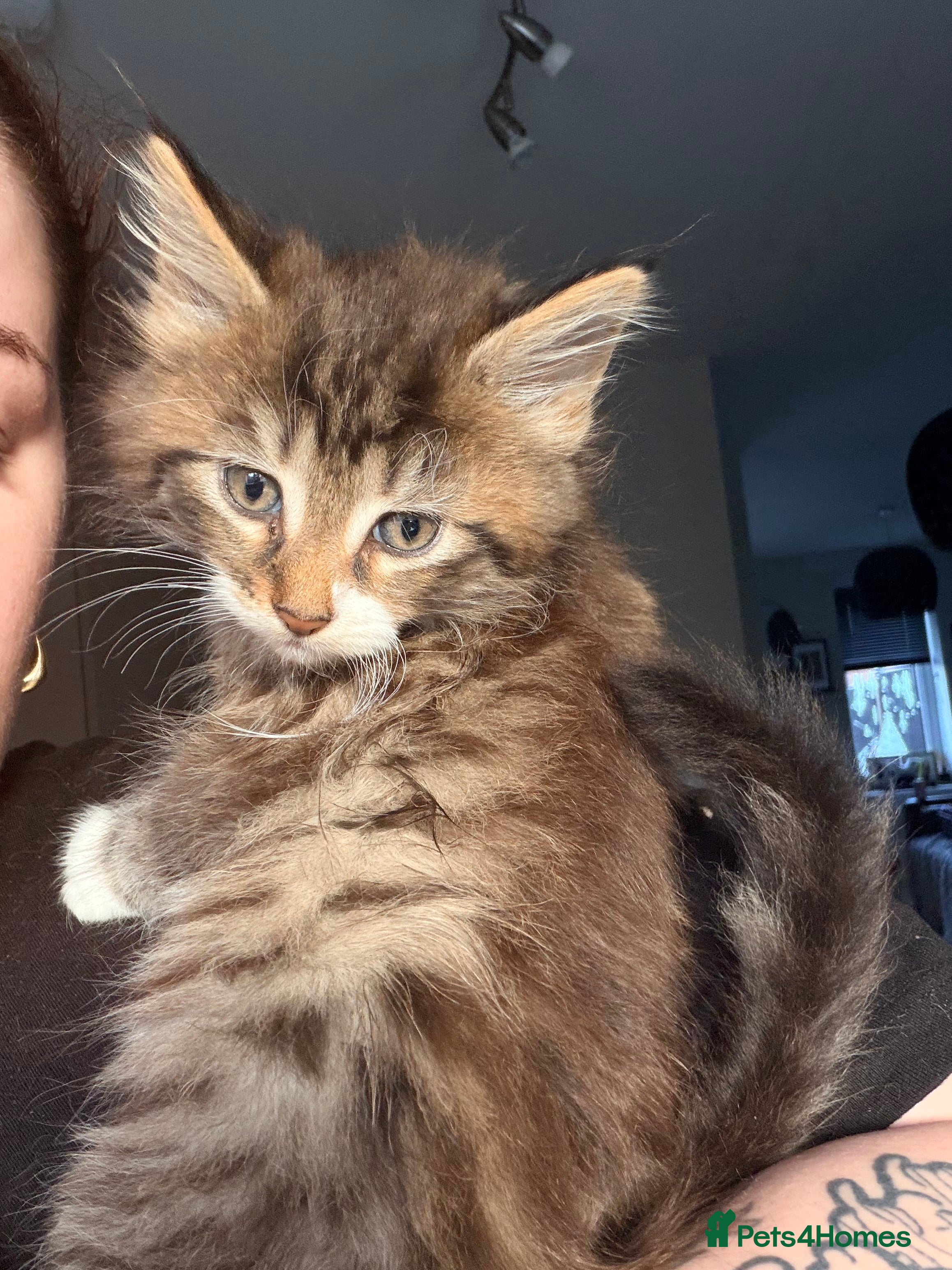 Maine Coon cats Mainecoon X tabby kittens 🐈‍⬛  - Advert 3