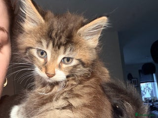 Maine Coon cats Mainecoon X tabby kittens 🐈⬛ - Advert 3