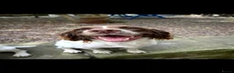 English Springer Spaniel dogs for sale: Springer Spaniels - Advert 19