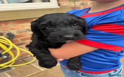 Cockapoo dogs for sale: Cockapoo Puppies  - Image 5