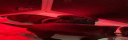 Staffordshire Bull Terrier dogs for sale: Stunning Brindle Staffordshire bull terriers - Advert 16