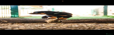 Rottweiler 2