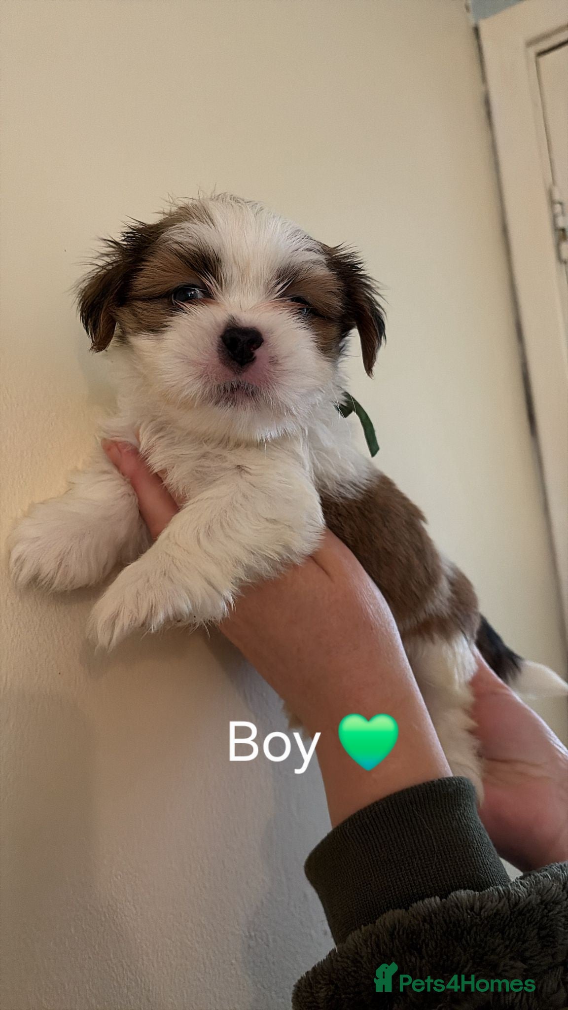 Lhasa Apso dogs KC puppys  - Advert 10