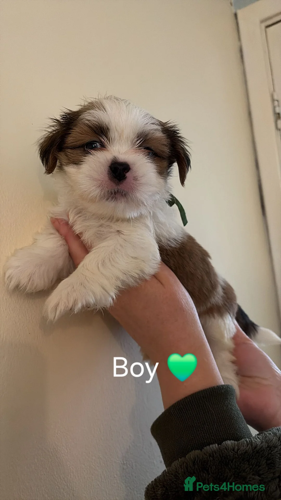 Lhasa Apso dogs for sale: KC puppys  - Advert 1