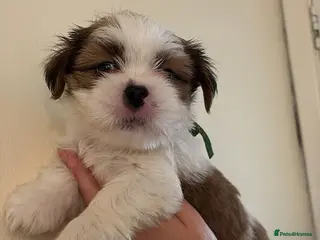 Lhasa Apso dogs KC puppys - Advert 10