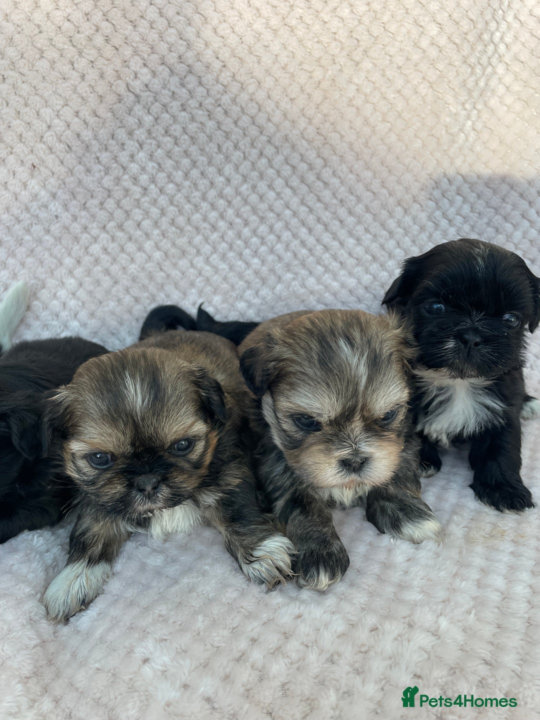 Mixed Breed dogs for sale: Lhasa apso cross shihtzu puppies. - Advert 5