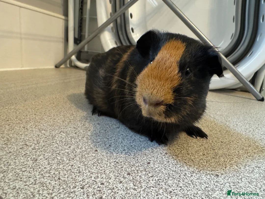 Guinea Pig rodents for sale: 4 month old lovely little sow  - Advert 2