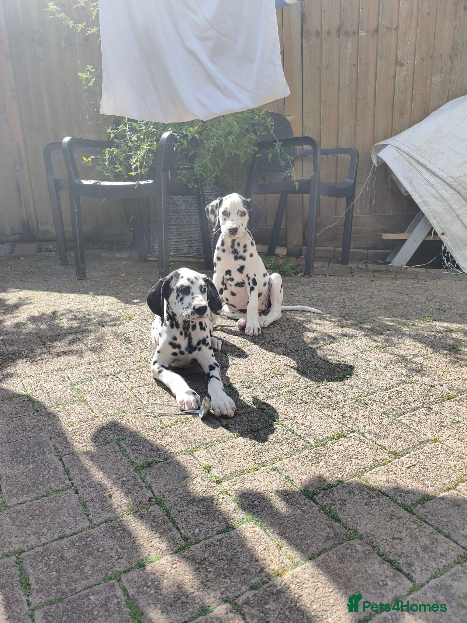 Dalmatian dogs 2 girls left  - Advert 13