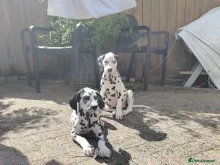 Dalmatian dogs 2 girls left - Advert 13