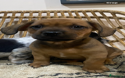 Mixed Breed dogs for sale: French Bull Weiner dogs 6 weeks old  - Image 4