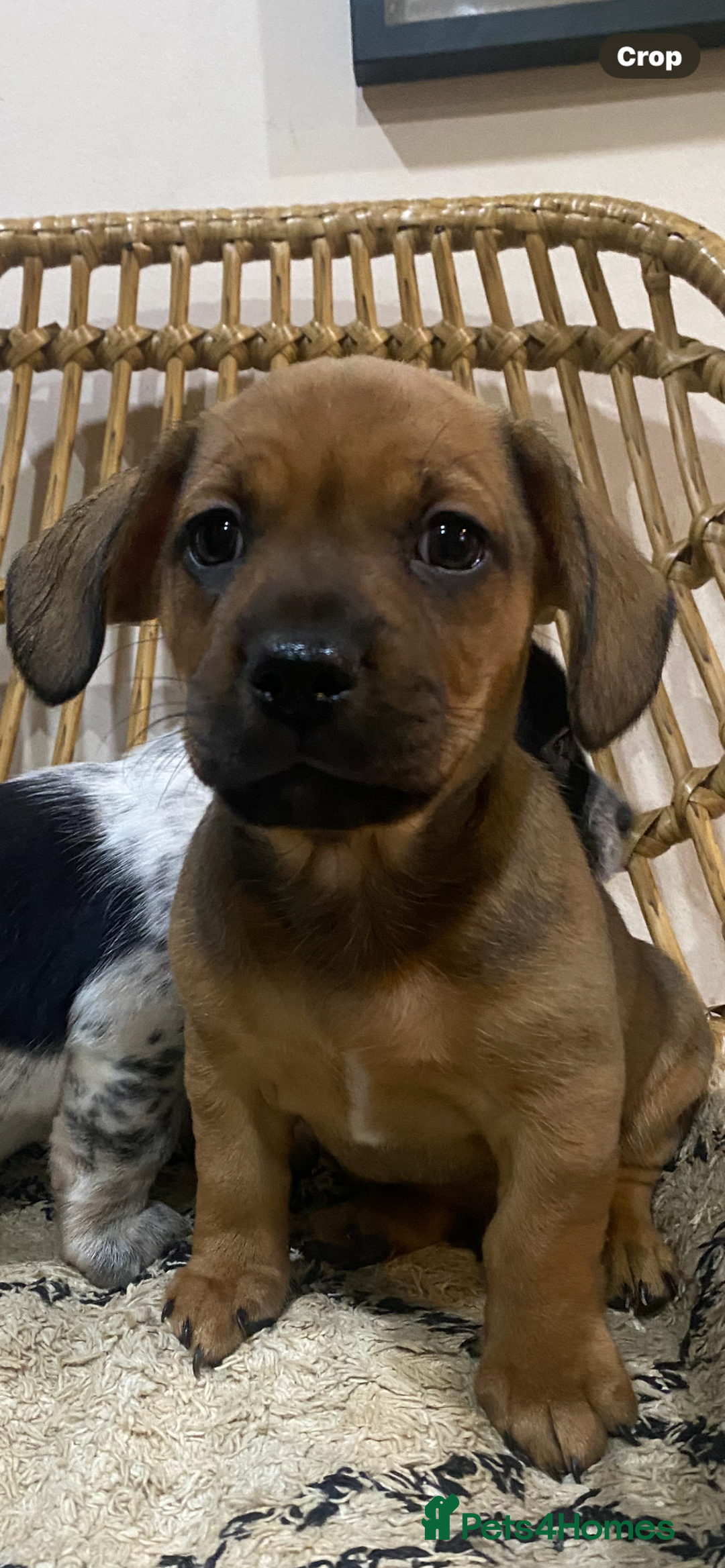 Mixed Breed dogs for sale: French Bull Weiner dogs 6 weeks old  - Image 4