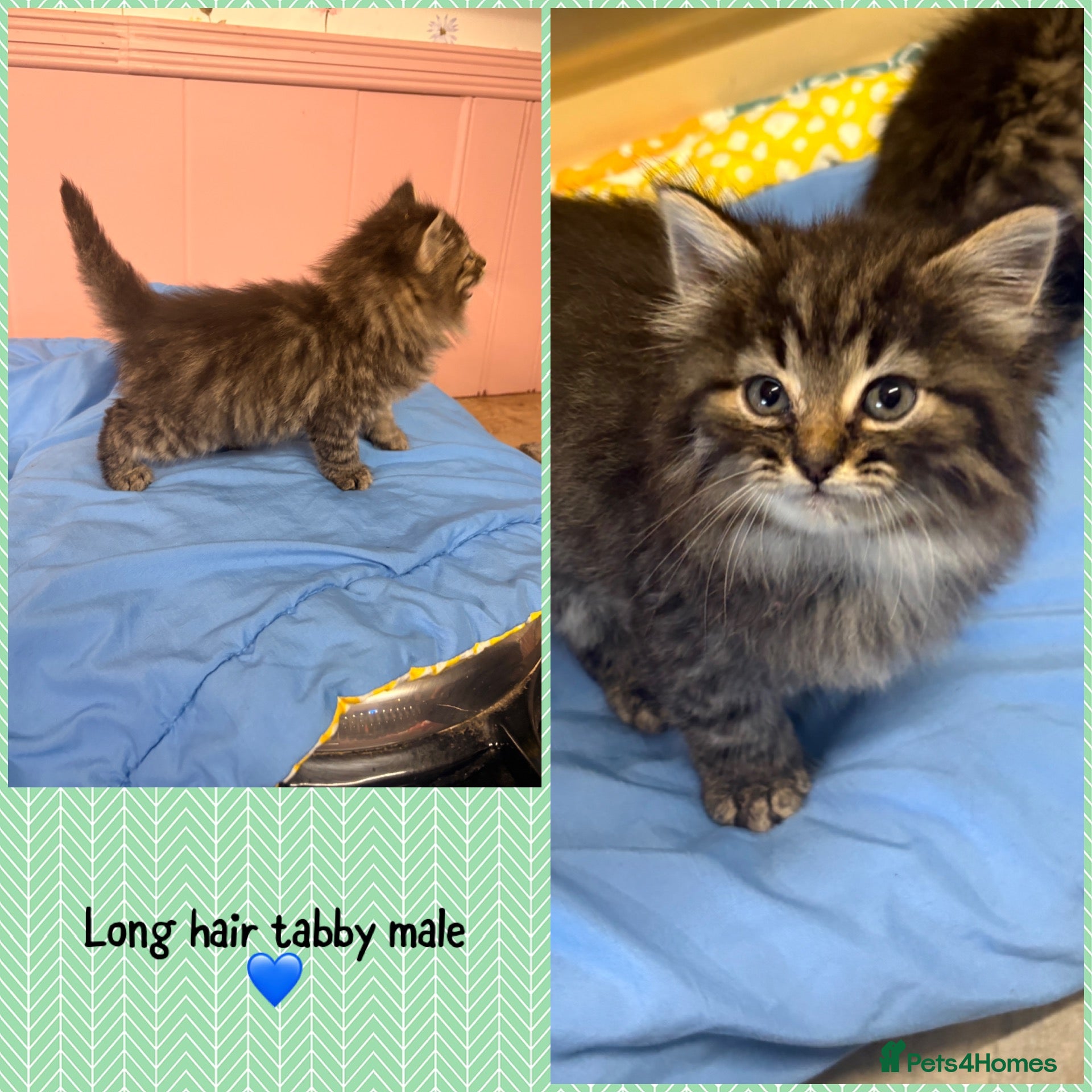 Mixed Breed cats Litter of 5 kittens looking for forever homes🐈‍⬛ - Advert 2