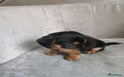 Mixed Breed dogs for sale: Four Little Ones:Sweet Female Puppies Seeking Home - Image 20