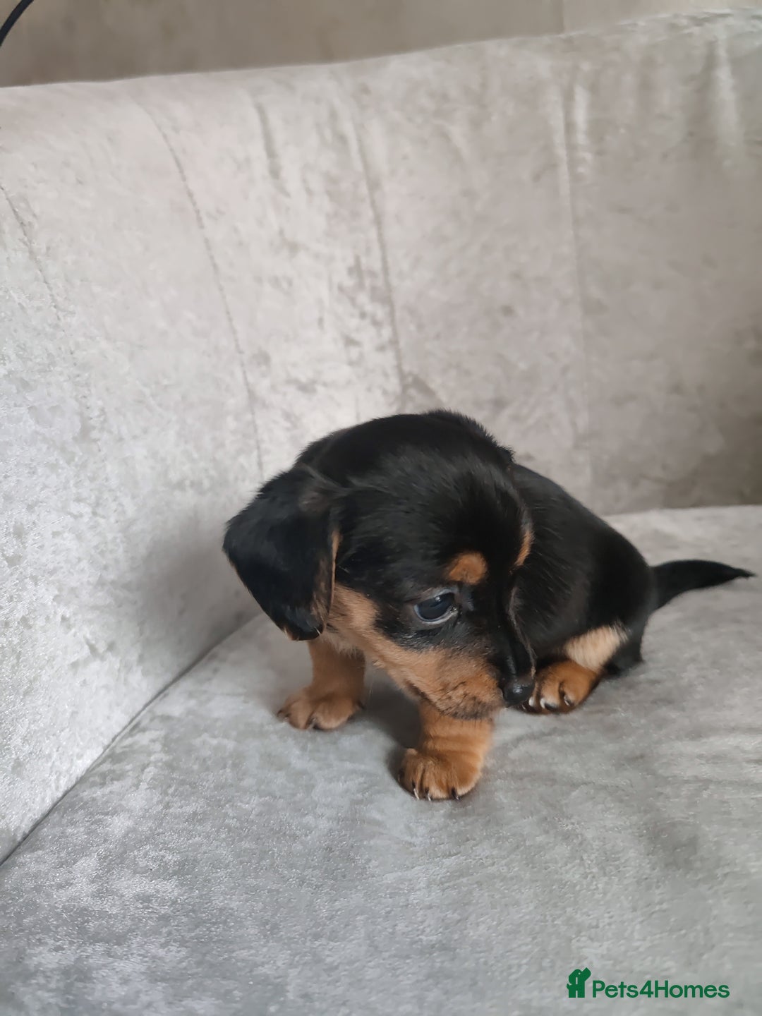 Mixed Breed dogs for sale: Four Little Ones:Sweet Female Puppies Seeking Home - Image 20