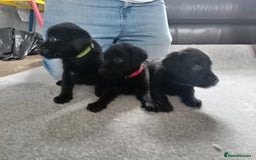 Labrador Retriever dogs for sale: Beautiful litter of black labrador puppies  - Image 2