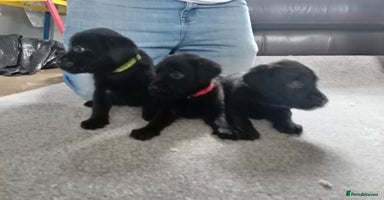 Labrador Retriever dogs - Advert 16