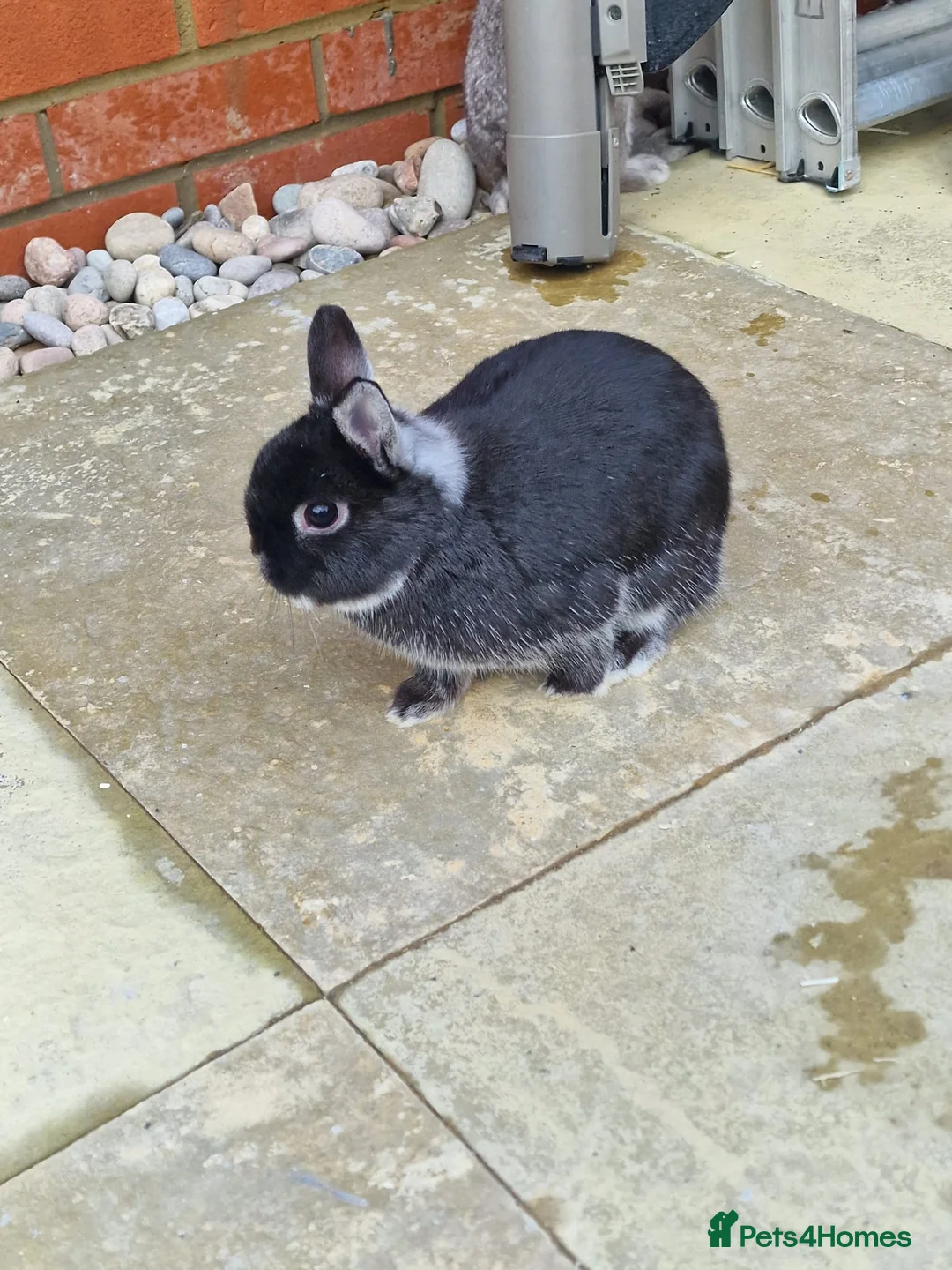 Netherland Dwarf rabbits for sale: 2 female Netherlands dwarf rabbits with hutch - Advert 10