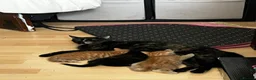 Mixed Breed cats for sale: 🐱 4 Kittens & Their Mum Looking for a Loving Home in Enfield - Advert 4