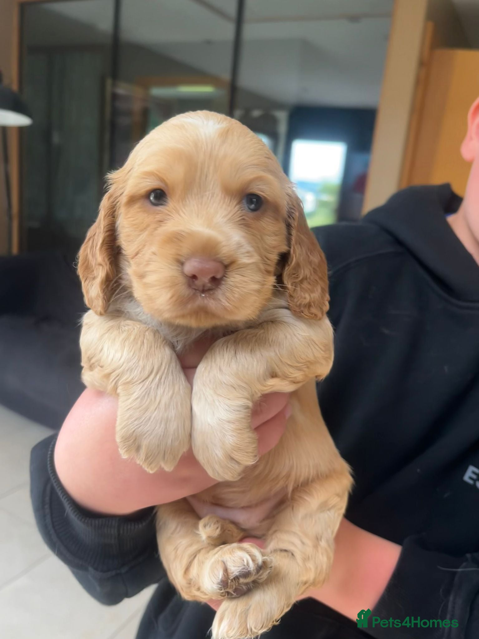 Cocker Spaniel dogs Beautiful cocker spaniel puppies - Advert 5