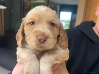 Cocker Spaniel dogs Beautiful cocker spaniel puppies - Advert 4