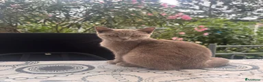 British Shorthair 2