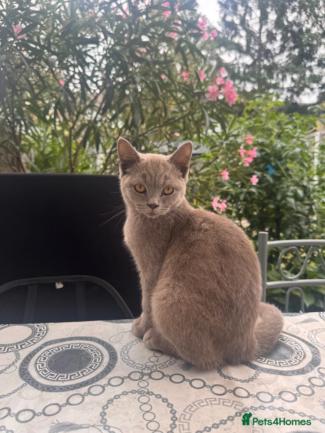 British Shorthair cats for sale: Three male British shorthairs  - Advert 4