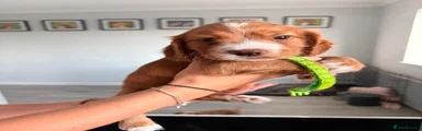Cocker Spaniel 5
