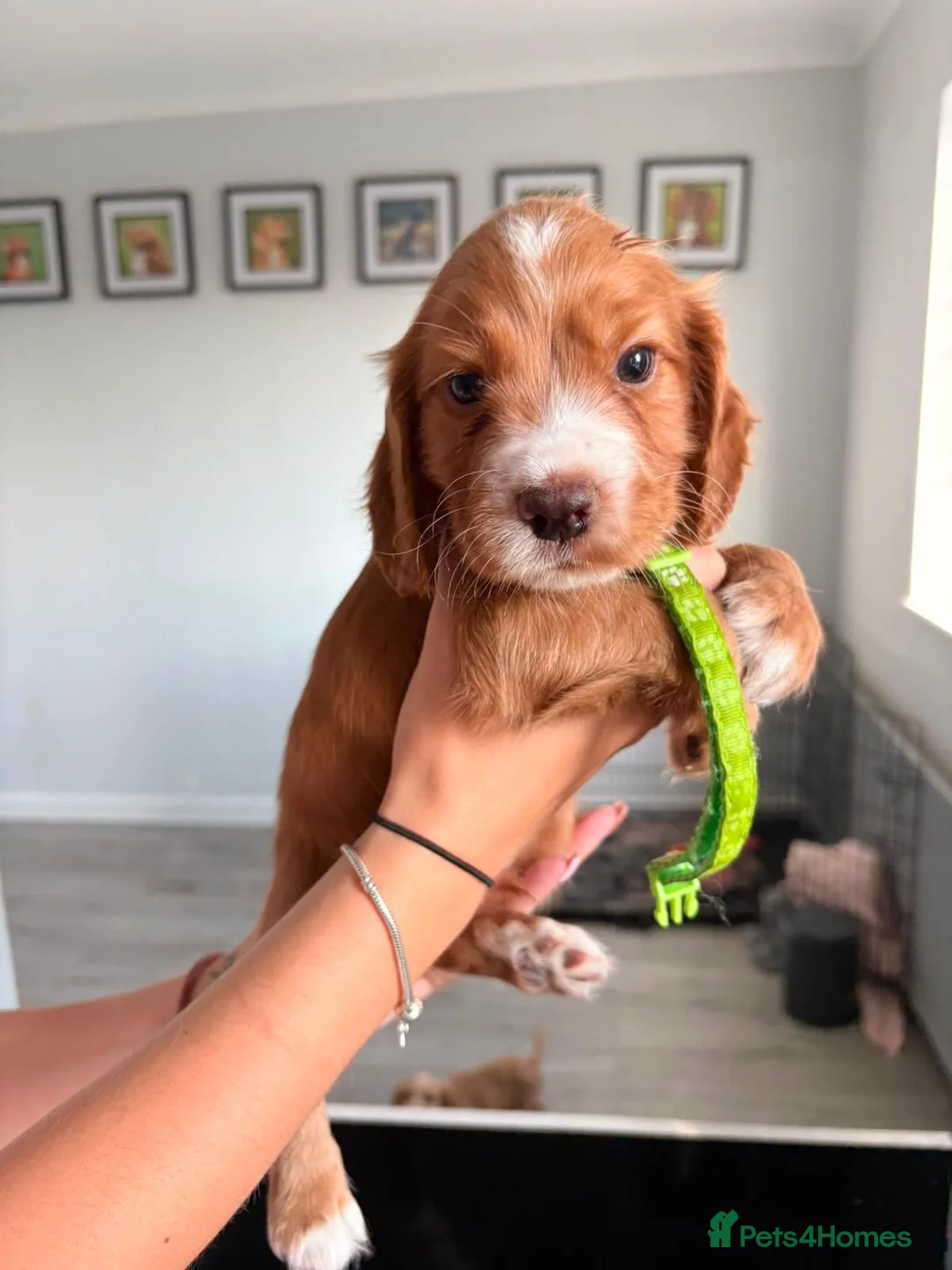 Cocker Spaniel dogs for sale: Stunning fox red working cockers - Advert 39