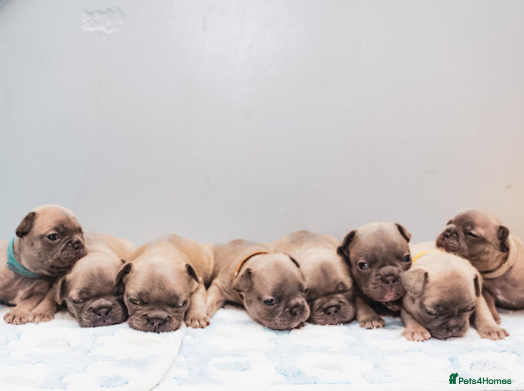 French Bulldog dogs for sale: 5 boys and 3 girls - DEPOSITS BEING TAKEN - Advert 4