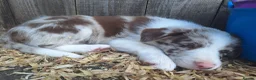 Border Collie dogs for sale: Beautiful fluffy Collie Pups for Sale - Advert 29