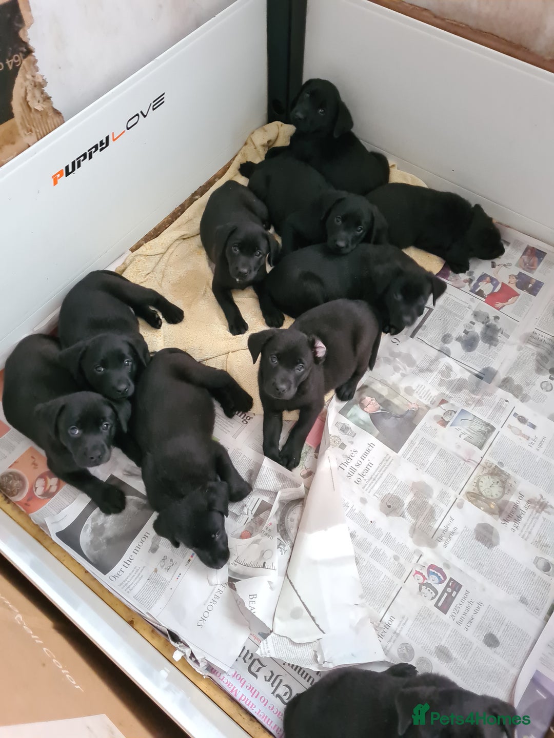 Labrador Retriever dogs for sale: Black Labrador puppies  - Advert 5