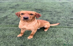 Labrador Retriever dogs for stud: fox Red extensively health tested 0-0 hips in Swansea - Image 2