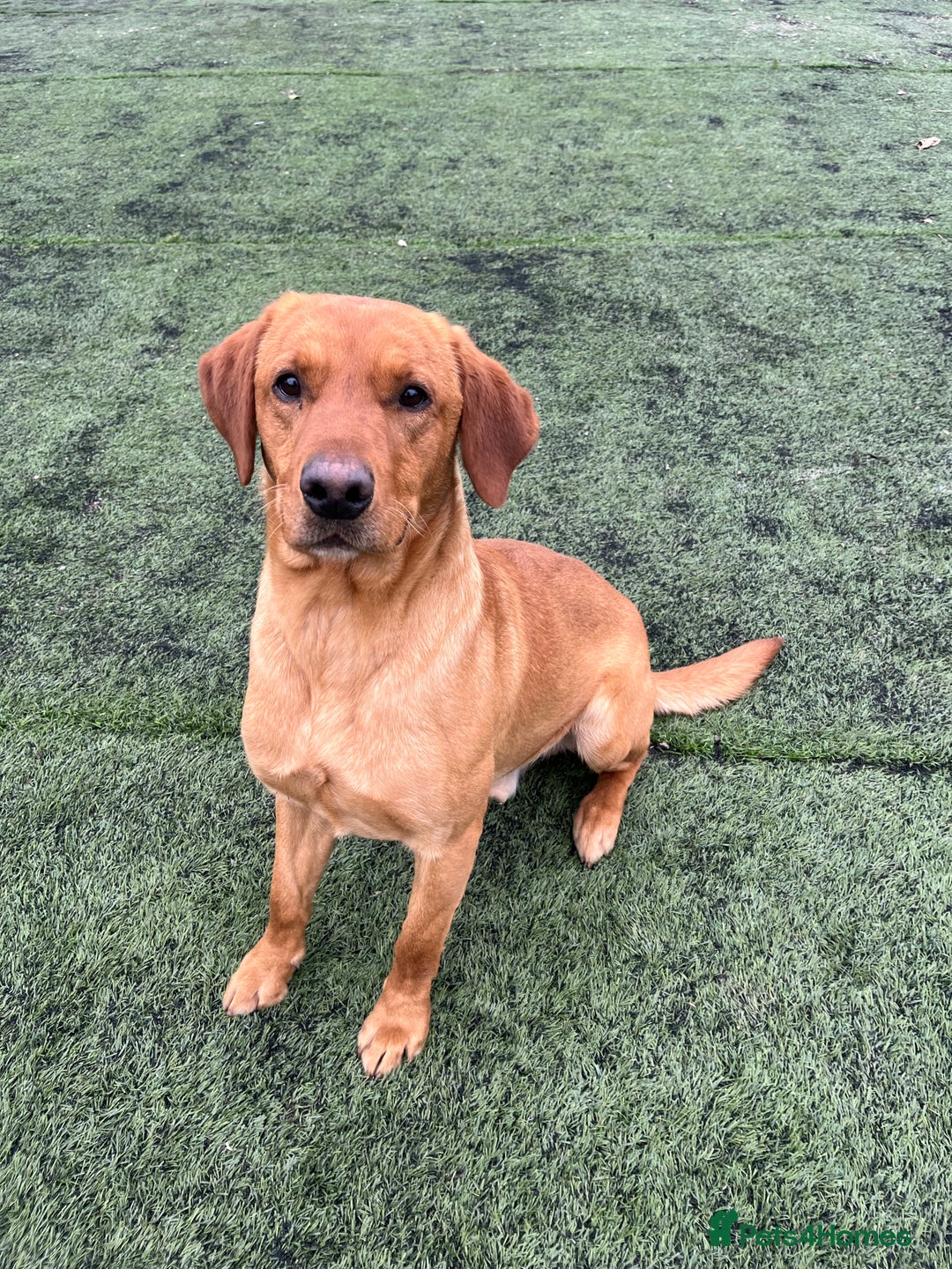 Labrador Retriever dogs for stud: fox Red extensively health tested 0-0 hips in Swansea - Image 2
