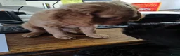 Cockapoo dogs for sale: Cockapoo Puppies, F2, Midlothian - Advert 10