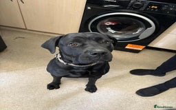 Mixed Breed dogs for sale: Cane corsa cross rottweiler  - Image 3