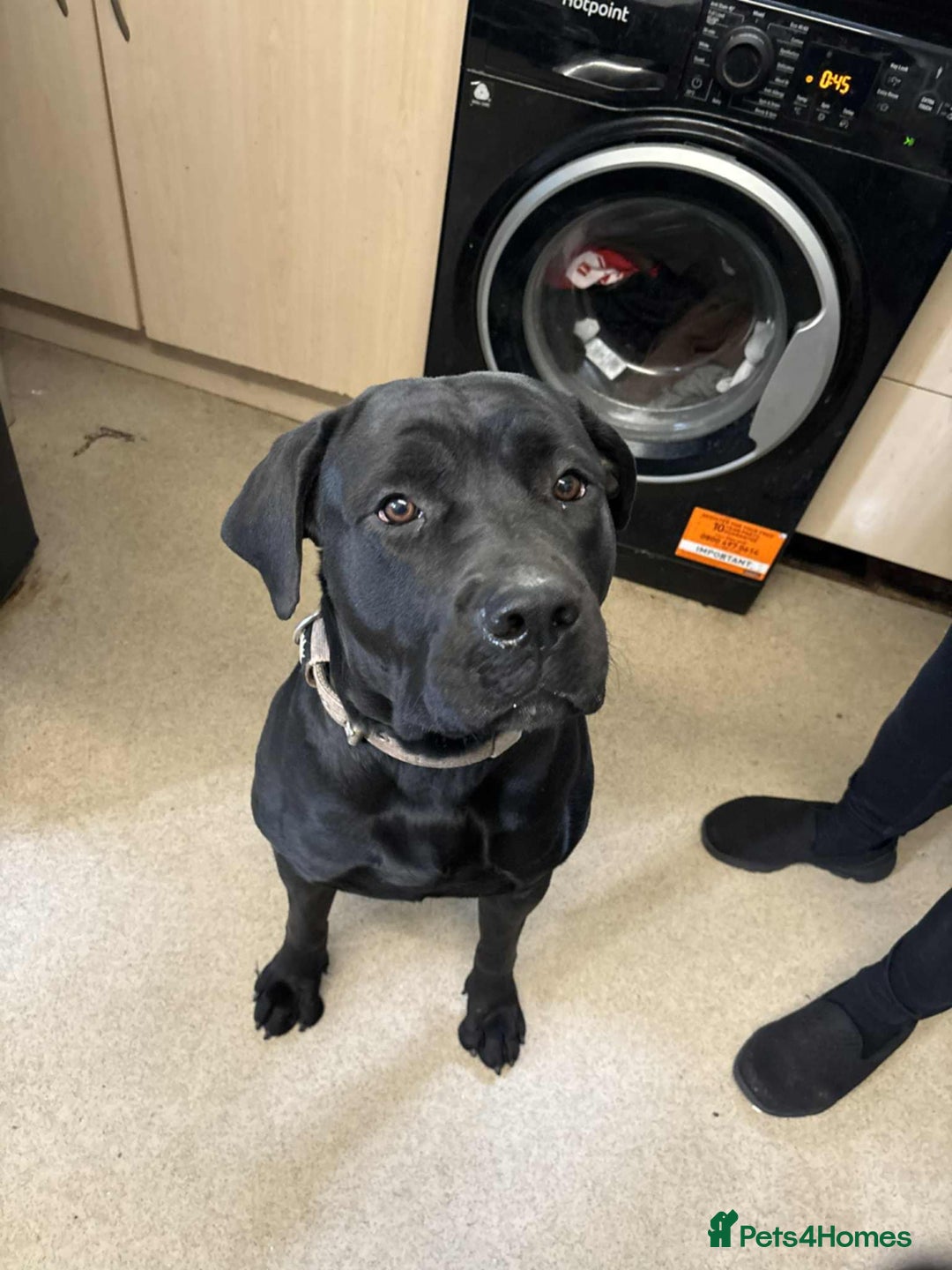 Mixed Breed dogs for sale: Cane corsa cross rottweiler  - Image 3