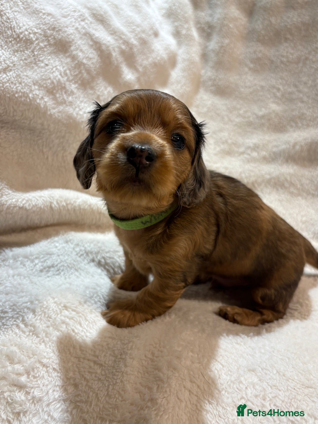 Miniature Dachshund dogs for sale: Beautiful Pedigree KC Reg Mini Longhair Dachshunds - Advert 12