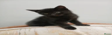 Mixed Breed Kitten 4