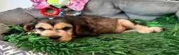 Cocker Spaniel dogs for sale: KC show cocker spaniel - last boy  - Advert 8