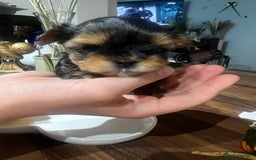 Yorkshire Terrier dogs for sale: Mini Yorkie looking for a new home  - Advert 4