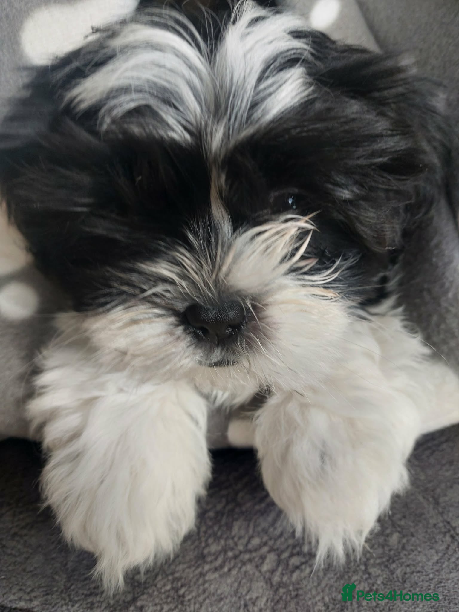 Shih Tzu dogs Last Beautiful Shih Tzu Puppy left - Liam 💛💚❤️🩷 - Advert 1