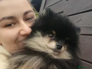 Pomeranian dogs Very, very sexsy mini Pomeranian 🧸 boys for stud - Advert 5