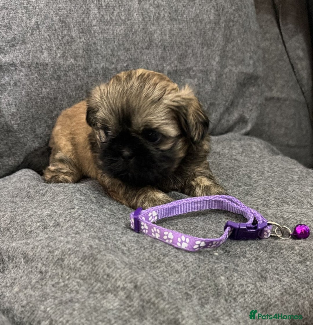Shih Tzu dogs for sale: Full breed Shih Tzu puppies - Advert 11