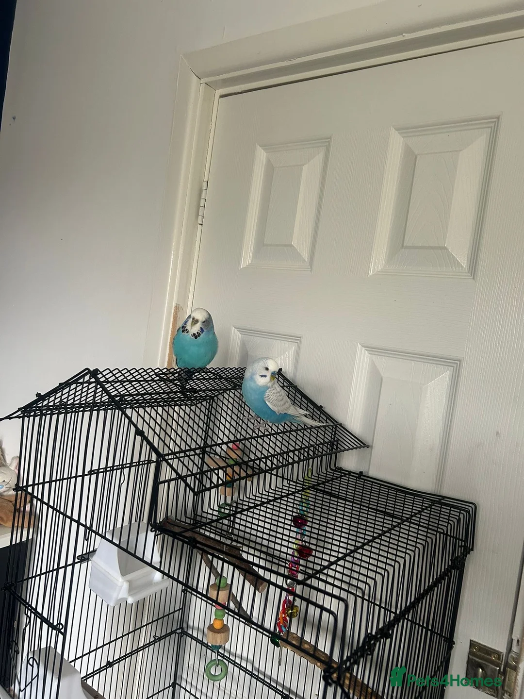 Budgerigars birds for sale: 2 budgies (besties ) - Advert 3