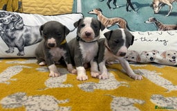 Whippet dogs for sale: Kc reg whippets Hear and eye tested parents  - Image 13