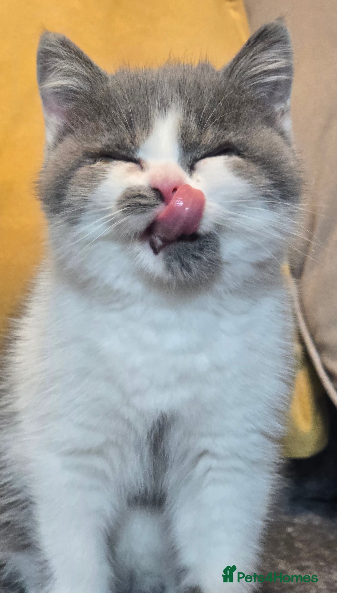 British Shorthair cats for sale: READY NOW GCCF reg BSH kittens - Image 32